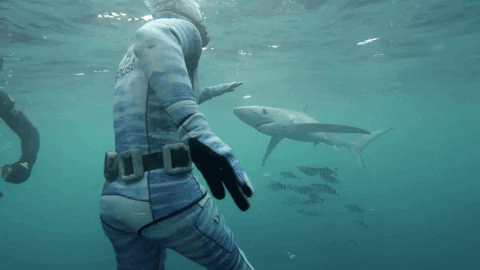 shark week GIF by Discovery Europe