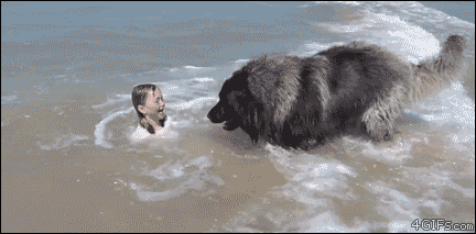 save good boy GIF