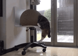 hang in there cat GIF by Testing 1, 2, 3