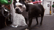 all stars lol GIF by Lifetime