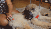 bbc dog puppy eat bbc GIF