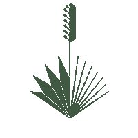 Agave Sotol Sticker by Maguey Spirits