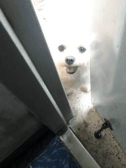 cuteanimalland giphyupload GIF