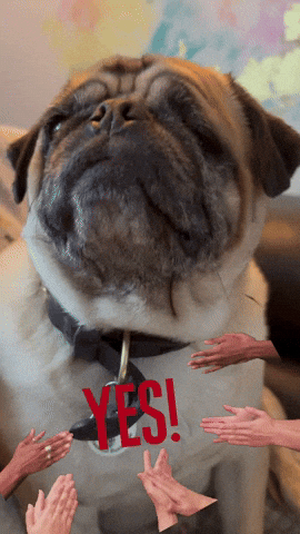 Pug Yes GIF