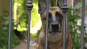 Barking Bad Dog GIF by Nat Geo Wild