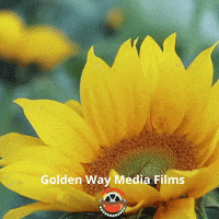 GIF by Golden Way Media Films