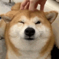Momo Shiba GIF