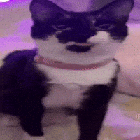 Spin Biscuit GIF