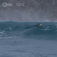 Leaping Marine Life GIF by Nature on PBS