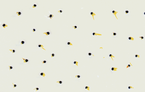 GIF by Blanca Viñas