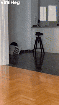 Man Chases Cat, Cat Chases Man 