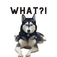 Unimpressedhusky Sticker