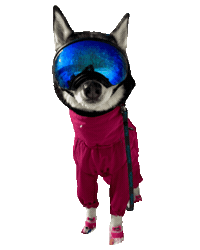 unimpressedhusky unimpressedhusky huskyjuno Sticker