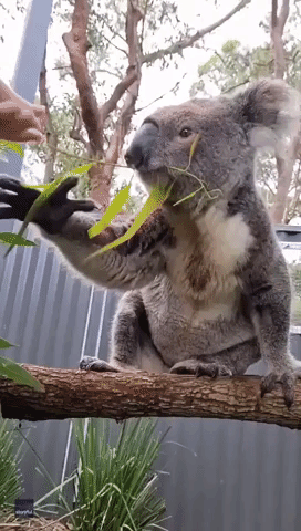 'Leaf Me Alone': Rescued Koala Happily Munches on Eucalyptus Leaves