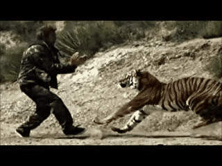jump pounce GIF by Cheezburger