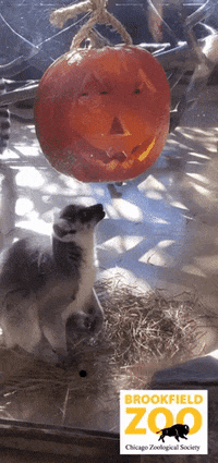 Halloween Love GIF by Brookfield Zoo
