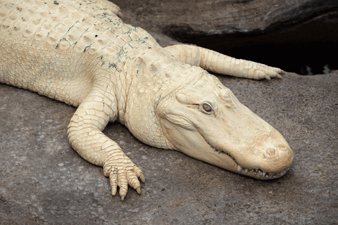 Albino Alligator Waiting GIF by California Academy of Sciences