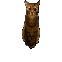 Cat Kitty Sticker