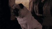 Dog Pug GIF by Poldark