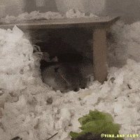 Squirrel Sleeping GIF