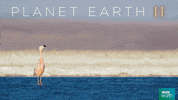 planet earth 2 walk GIF by BBC Earth