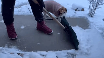 Playful Jack Russell Chomps at Snow Shovel