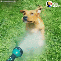 water dogs GIF by The Dodo