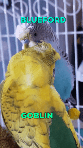 stefaniepalpatine giphygifmaker giphygifmakermobile budgies GIF