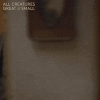 allcreaturestv animals shock panic yorkshire GIF