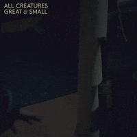 allcreaturestv fight animals cricket hit GIF