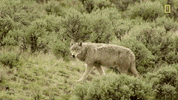 natgeochannel nat geo yellowstone yellowstone live predator baby boom GIF