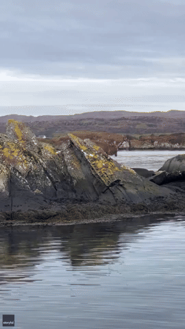 Large Stag Goes for a Swim Off Scottish Coast