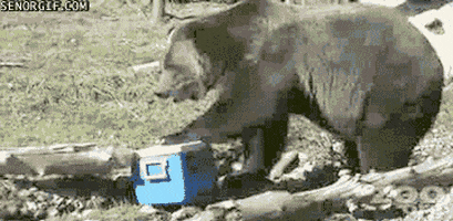 bear coolers GIF by Cheezburger