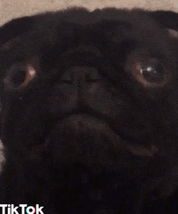 sad dog GIF by TikTok