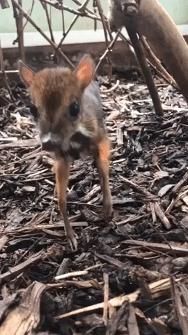 Mouse Deer the 'Height of a Pencil' Born at Bristol Zoo