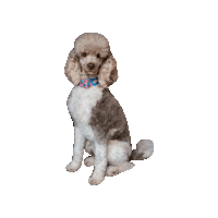 Poodle Dog Collar Sticker by Geekster Pets