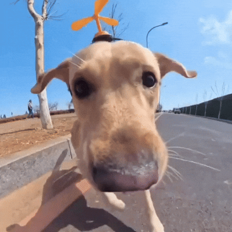 Good Boy Happy Dance GIF by Respective