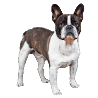 Dog Fred Sticker by TNC Group