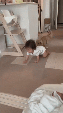 cuteanimalland giphyupload GIF