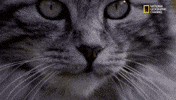 big cat week GIF by Nat Geo Wild 