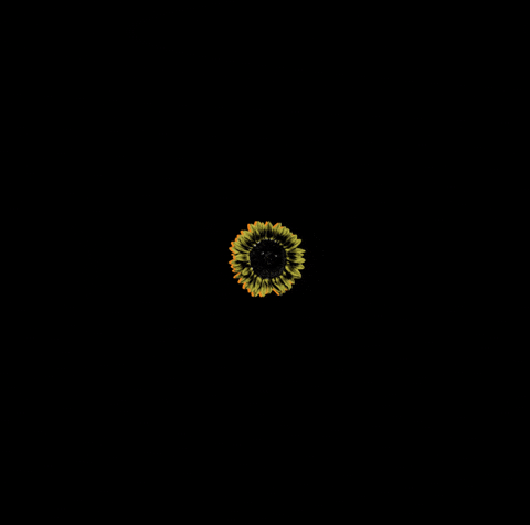 San Francisco Sf GIF by Outside Lands