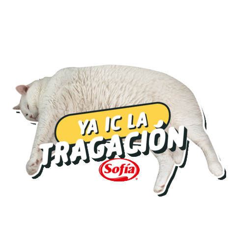 sofiabolivia giphyupload gato bolivia sofia Sticker