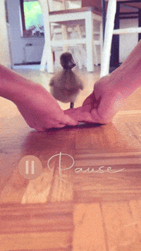 Duck Break GIF