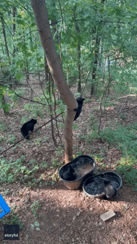 Adorable Bear Cubs Get the Zoomies After Playing in Water Tubs