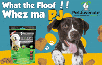 Miss You Funny Dog GIF by PetJuvenate - PJ