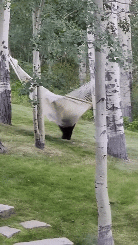 cuteanimalland giphyupload GIF