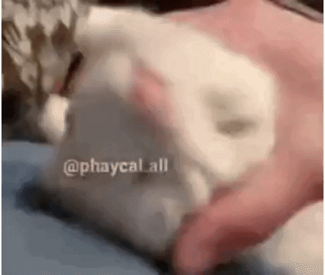 nguynthanhhiu4e20 giphyupload GIF