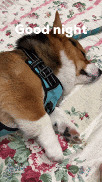 Good Night Dog GIF