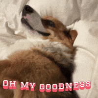 Oh My Goodness Corgi GIF