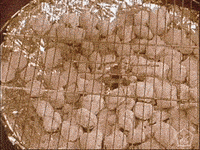 open knowledge bbq GIF by Okkult Motion Pictures